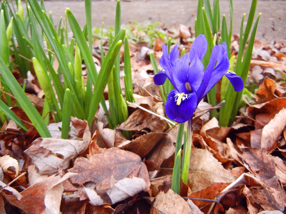 [Iris%2520Reticulata%255B4%255D.jpg]