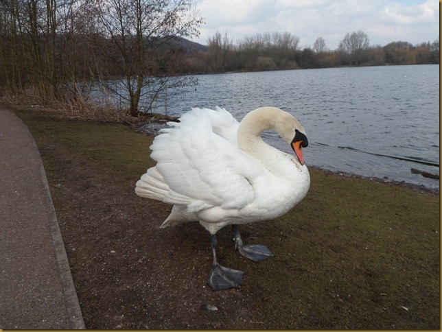 SAM_4874 Swan with attitude SAM_4874 Swan with attitude