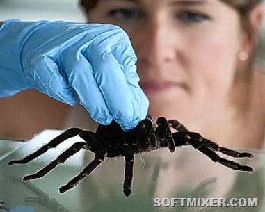 [Tarantula%255B13%255D.jpg]