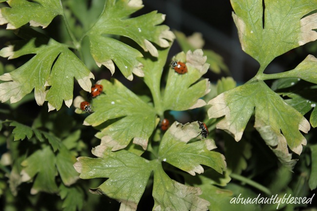Ladybugse