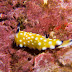 P5263662