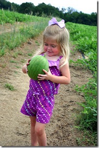 watermelons coming on 051412 (22) watermelons coming on 051412 (22)