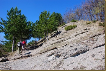 arenaria arenaria