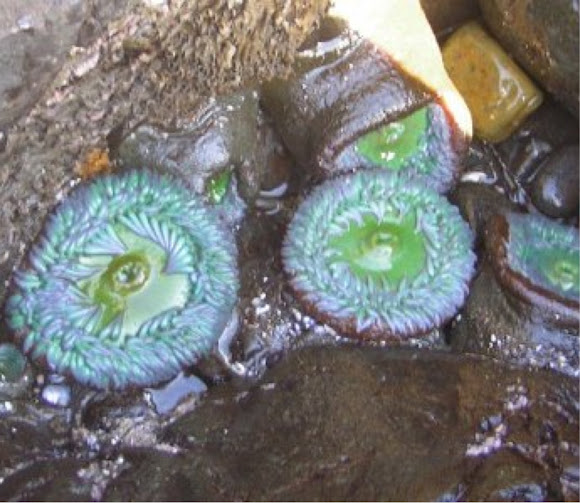 Spotting Image 1