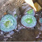 Sea Anemone  