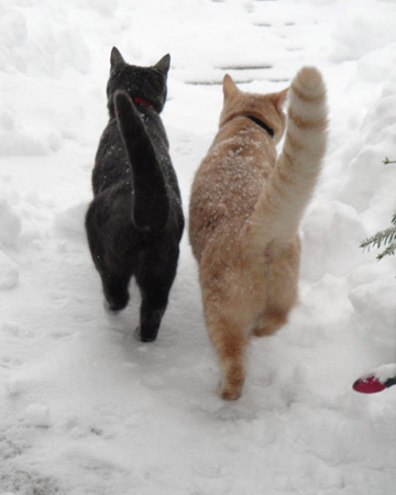 Remy & George, domestic shorthairs from Glen Haven, Nova Scotia. Remy & George, domestic shorthairs from Glen Haven, Nova Scotia.