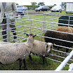 Sheep 004.jpg