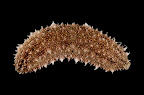 Holothuria albiventer, Papua New Guinea, 6m