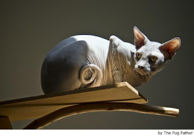 Sphynx_3277.jpg