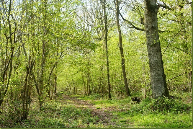 Spring woodland