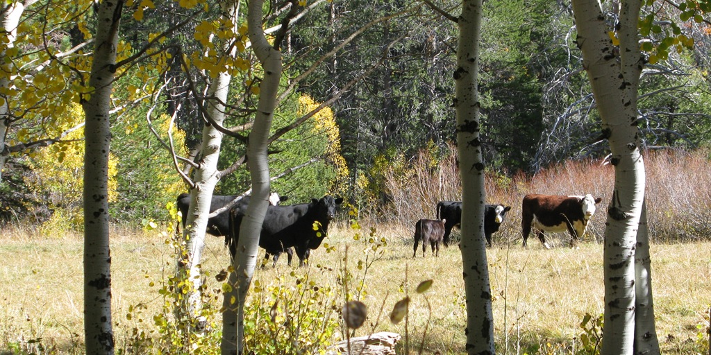 [truckee-fall-daycows2-2-0484.jpg]