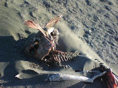 That is a dead fish on the beach!  Hahah.