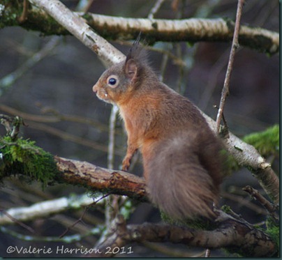 15-red-squirrel