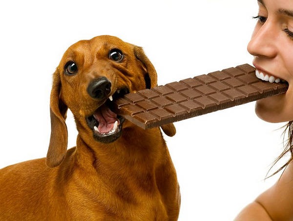 2- Chocolates pode ser fatal para cães 2- Chocolates pode ser fatal para cães
