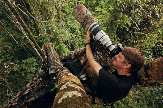 O fotógrafo Tim Laman tiro Rei Bird of Paradise partir de uma plataforma do dossel em floresta de várzea