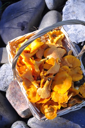 chanterelles