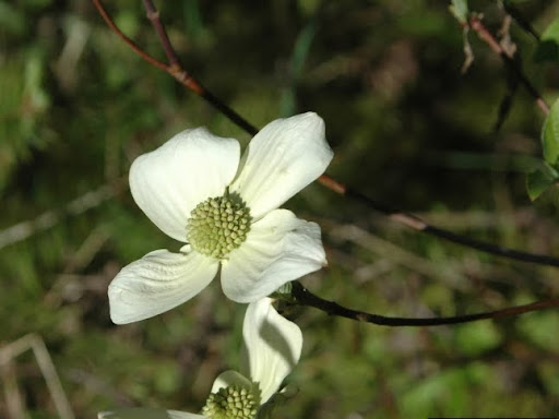 Pacific+dogwood+tattoo