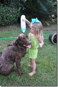 gus gets a bath 082112 (7) gus gets a bath 082112 (7)