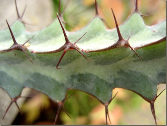 Spines Spines
