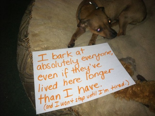 [dog-shaming-bad-20%255B2%255D.jpg]