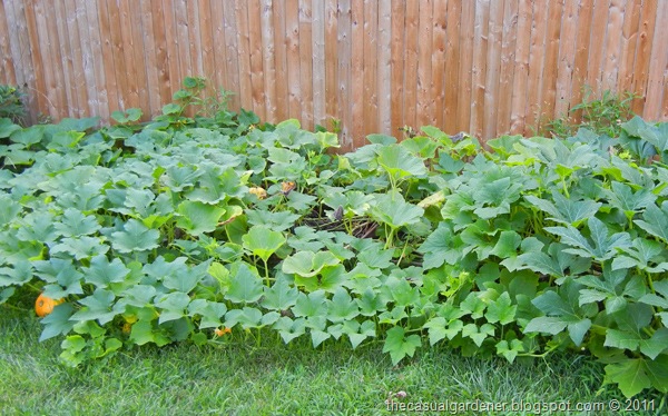 [Pumpkin%2520Garden%255B7%255D.jpg]