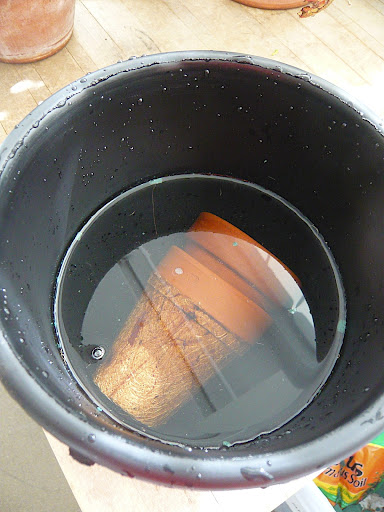 The clay and plastic pots were scrubbed clean and the clay and coir are soaked in water to keep them from wicking away all the moisture in the potting mix