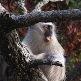 Momma vervet