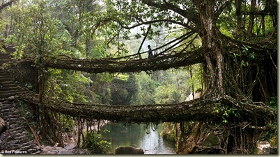 Tree bridge 1
