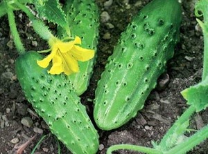 [clip_image007%255B4%255D.jpg]