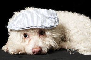 FYI- Here's another cute snapshot of Cano waiting dreaming of a forever home...