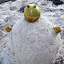Bonhomme de sable