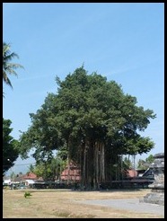 Indonesia, Jogyakarta, Mendut Temple, Banyan Tree, 30 September 2012 (1)