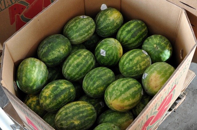 [watermelons%252011%2520071211%2520%252868%2529%255B4%255D.jpg]
