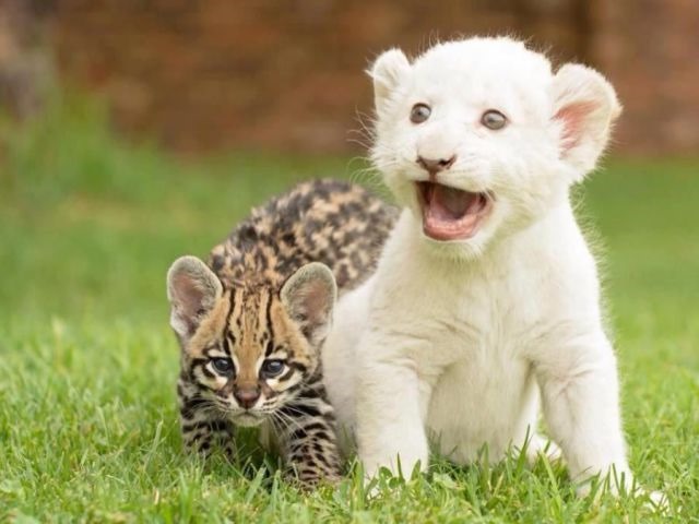 [funny-animals-cute-9%255B2%255D.jpg]