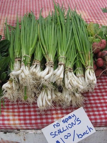[scallions%255B4%255D.jpg]