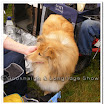 Pedigree Dogs 009.jpg