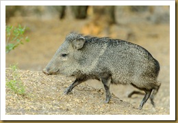  collared peccary (Tayassu tajacu