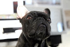 Mr. Quiggly, the fast Frenchie!