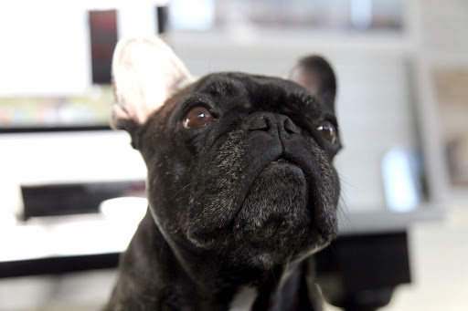 Sharkey, do you remember that hysterical commercial during the Super Bowl with the French Bulldog?  The dog that looks like you?  Well, I found it online, so let's watch it again!