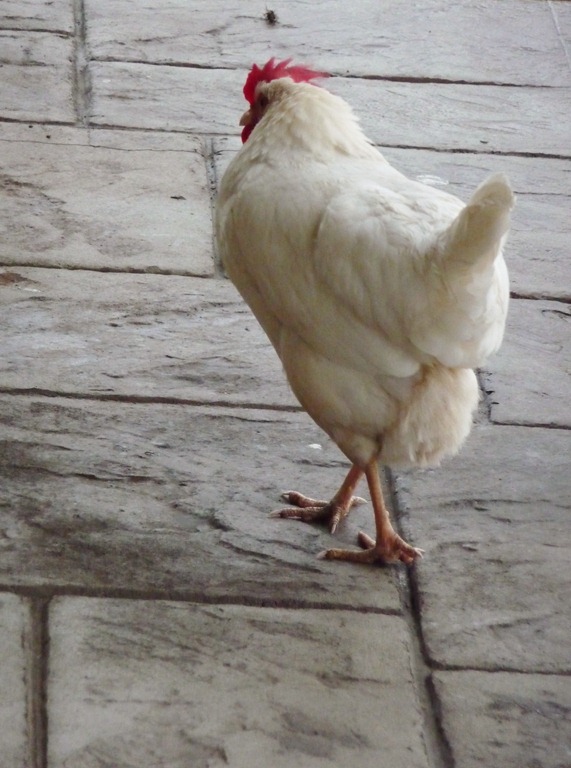 [chicks-0066.jpg]