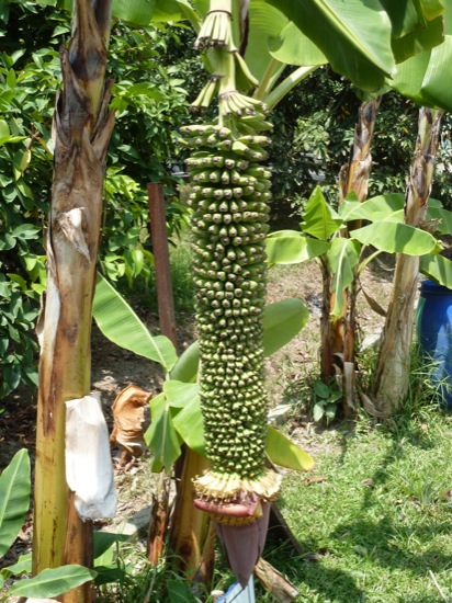 P1050175.jpg Thousand Finger Banana - Musa spp. - an ornamental banana