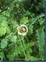 Codonopsis  virdis