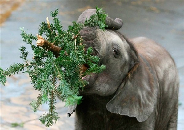 [Cute-Christmas-Creatures-08%255B2%255D.jpg]