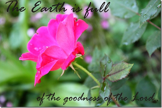 roses 006verse roses 006verse