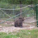 This guy is huge and rules the roost.