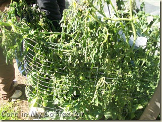 Garden Harvest  last week Nov 2011 008