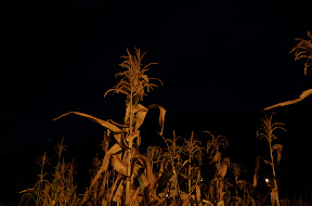 The maize field outside my room at night.