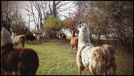 llama4 llama4