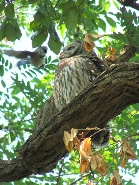 Owl and blue jay Owl and blue jay