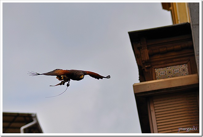 DSC_9981 DSC_9981